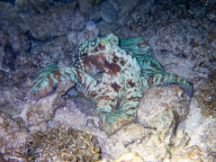 Octopus briareus