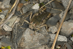Brachaspis collinus
