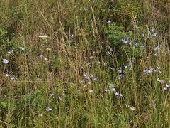 Linum hirsutum