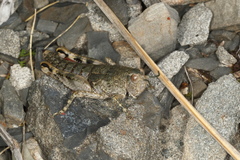 Brachaspis collinus