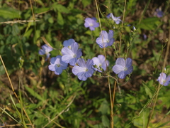 Linum hirsutum