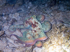 Octopus briareus