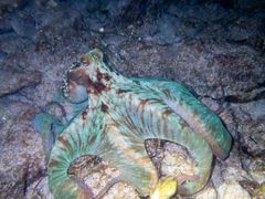 Octopus briareus