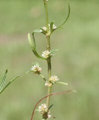 Alternanthera denticulata