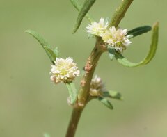 Alternanthera denticulata