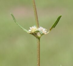 Alternanthera denticulata