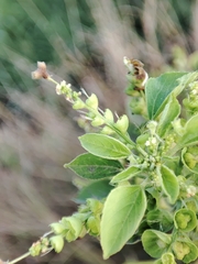 Acalypha indica