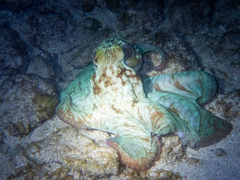 Octopus briareus