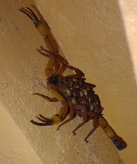 Centruroides limbatus