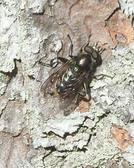 Chalcosyrphus nemorum