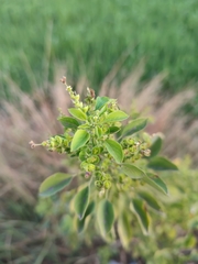 Acalypha indica