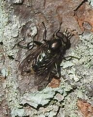 Chalcosyrphus nemorum