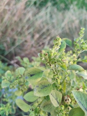 Acalypha indica