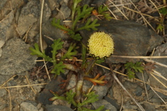 Leptinella pyrethrifolia