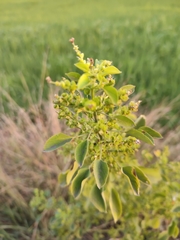 Acalypha indica