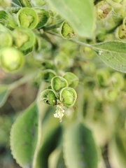Acalypha indica