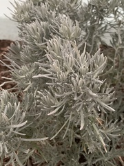 Santolina chamaecyparissus