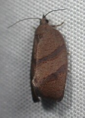 Argyrotaenia juglandana