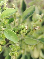 Acalypha indica