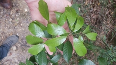 Lithocarpus corneus