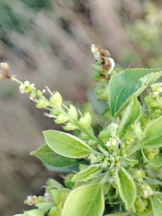 Acalypha indica