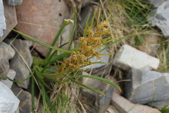Aciphylla crenulata