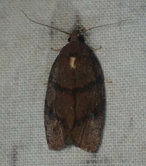 Argyrotaenia juglandana