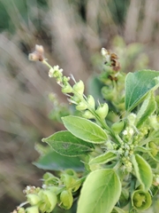 Acalypha indica