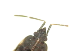 Eremocoris