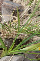 Aciphylla crenulata