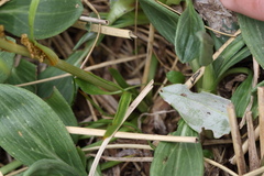 Aciphylla crenulata