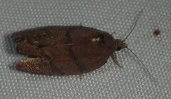 Argyrotaenia juglandana