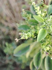 Acalypha indica