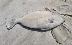 Scobinichthys
