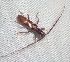 Heterachthes quadrimaculatus