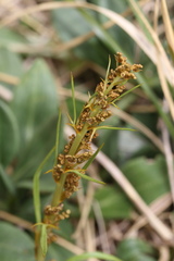 Aciphylla crenulata