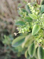 Acalypha indica