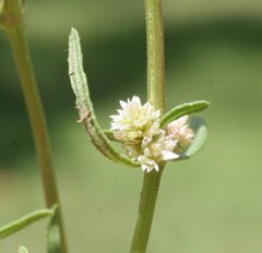 Alternanthera denticulata