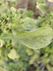 Acalypha indica