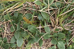 Aciphylla crenulata