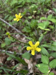 Ranunculus hispidus