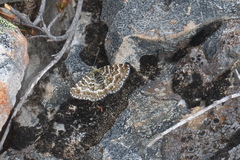 Notoreas ischnocyma