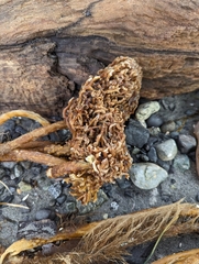 Laminariaceae
