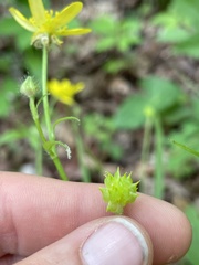 Ranunculus hispidus
