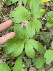 Ranunculus hispidus