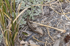 Oligosoma polychroma