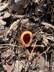 Sarcoscypha austriaca