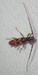 Heterachthes quadrimaculatus