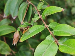 Episyrphus balteatus