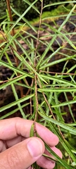 Nestegis montana